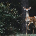 Observer la Faune