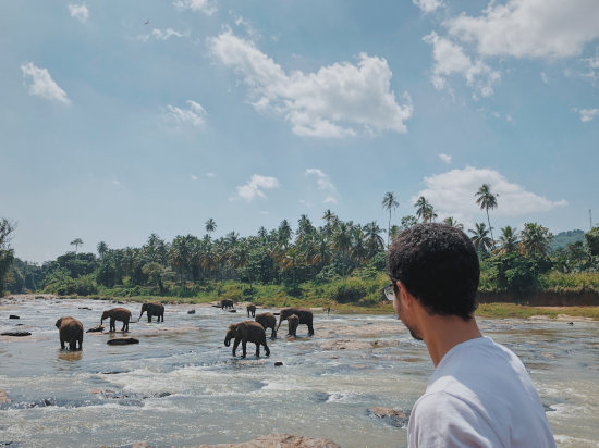 Observation des éléphants
